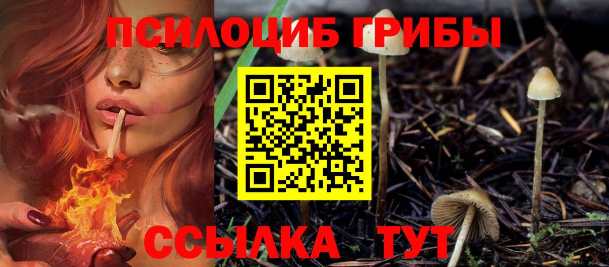 Галлюциногенные грибы Psilocybine cubensis Бийск